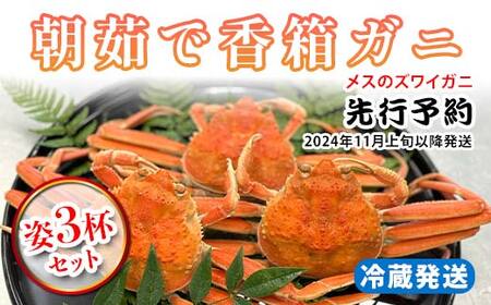 朝茹で香箱ガニ メスのズワイガニ 姿3杯セット 2024年11月上旬以降発送 朝茹で カニ かに 蟹 姿 香箱蟹 香箱がに こうばこがに 茹で ボイル 先行予約 予約 冷蔵発送 ギフト グルメ 海の幸 海産物 食品