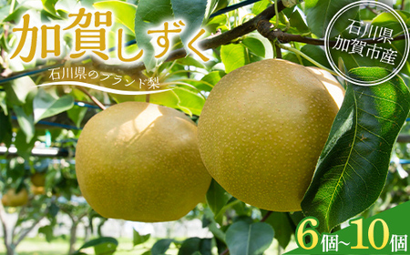 [先行予約]梨 加賀しずく 1箱(6個〜10個)石川県加賀市産(2026年8月下旬〜9月中旬頃発送) かがしずく ブランド梨 石川県 先行予約 予約 冷蔵配送 くだもの 果物 フルーツ ご当地 食品 災害支援 北陸新幹線