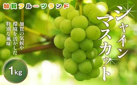 [先行予約]シャインマスカット1kg 石川県加賀市産(2025年9月上旬以降順次発送) ぶどう ブドウ マスカット フルーツ 果物 くだもの お弁当 朝食 デザート フルーツサンド スイーツ 生果実