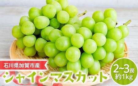 シャインマスカット約1kg 石川県加賀市産（ご家庭用） シャインマスカット マスカット ぶどう ブドウ 葡萄 デザート フルーツ 果物 くだもの 果実 食品 F6P-2629