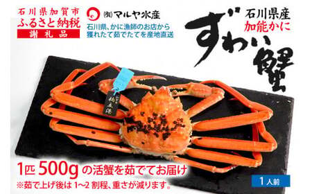 [1月20日〜3月31日発送][先行予約][冷蔵発送]石川県産 加能かに ズワイガニ ( 産地証明タグ付 ) 茹で上げ前重量 約500g 1匹 中サイズ