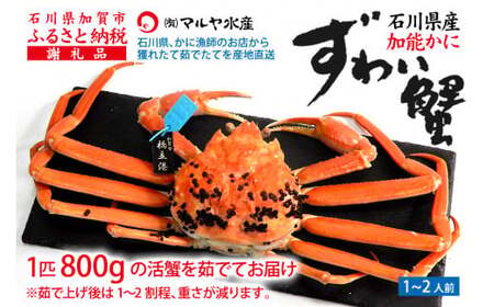 [1月20日〜3月31日発送][先行予約][冷蔵発送]石川県産 加能かに ズワイガニ ( 産地証明タグ付 ) 茹で上げ前重量 約800g 1匹 特大サイズ