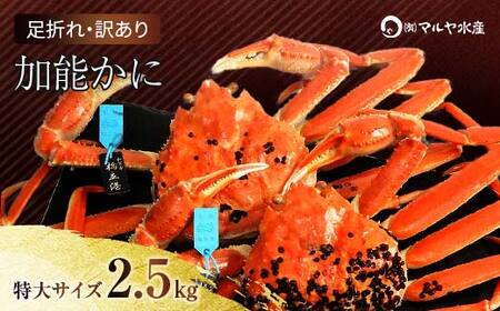 石川県産 加能かに ズワイガニ ( 産地証明タグ付 ) 訳あり 足折れ 特大サイズ 2〜3匹 合計2.5kg 12月16日〜12月26日発送 産地証明 訳あり 家庭用 自宅用 足折れ 先行予約 予約 ブランド蟹 ボイル 茹で 蟹 復興 震災 コロナ 能登半島地震復興支援 北陸新幹線
