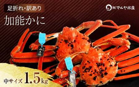 ΐ쌧Y \ YCKj ( Ynؖ^Ot ) 󂠂 ܂ TCY 2`3C v1.5kg 1110`1215 Ynؖ 󂠂 ƒp p ܂ s\ \ uhI {C 