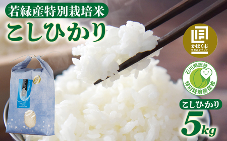 [先行予約]若緑産 特別栽培米「こしひかり」[2025年12月発送]/新米 令和7年産