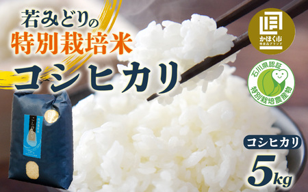 若みどりの こしひかり 5kg 白米 / コシヒカリ 令和7年産