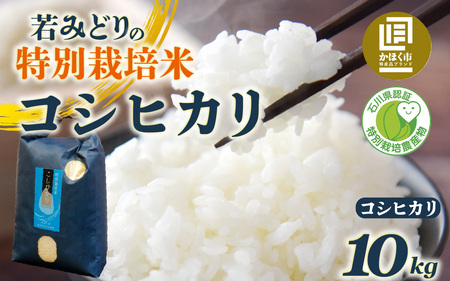 若みどりの こしひかり 10kg 白米  /  コシヒカリ 令和7年産 