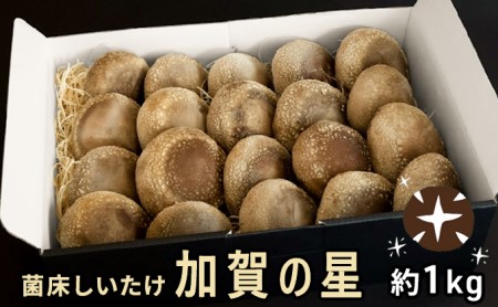 [2025年1月以降発送]菌床しいたけ 「加賀の星プレミアム」 野菜 きのこ きのこ類 食べ物 食材 肉厚 ジューシー 豊かな香り 旨味 国産 日本産 石川県産 国産野菜 国産シイタケ バター焼き 鍋物 ホイル焼き