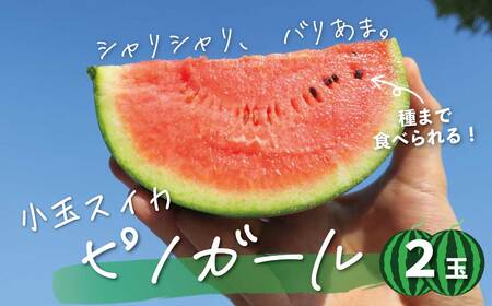小玉スイカ「ピノガール」2玉 北海道産"シャリ甘"