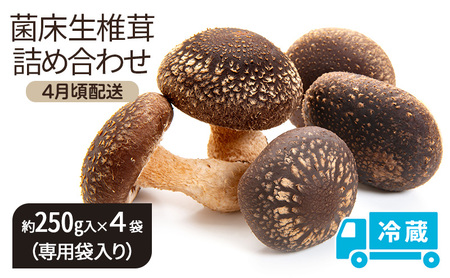 [4月頃配送]菌床生椎茸詰め合わせ しいたけ 生しいたけ きのこ 冷蔵 川北町