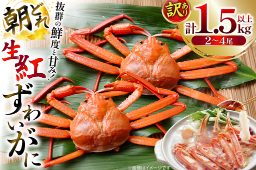 カニ 訳あり 朝どれ生紅ズワイガニ 2〜4尾 計1.5kg以上 (1尾サイズ:500g〜1kg以上) [JF西海 石川県 志賀町 sk17jkf30064]