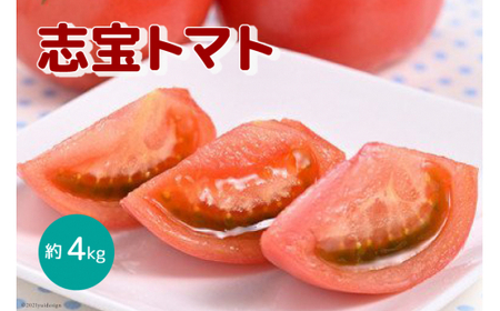 志宝トマト 約 4kg [モアショップヤマモト 石川県 宝達志水町 38601137]