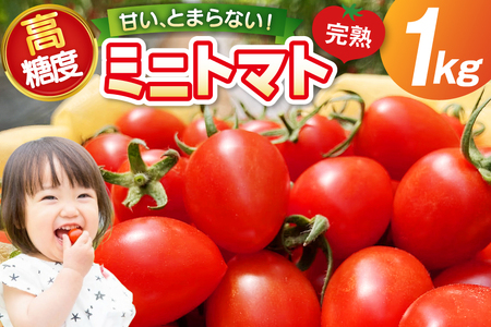 トマト 〜高糖度 しあわせのトマト〜 ミニトマト アイコ 1kg [会宝産業 石川県 宝達志水町 38601342]