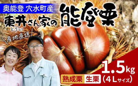 [先行予約]東井栗園の能登熟成栗(生栗) 1.5kg(4Lサイズ) 〜能登の大地で育った能登栗〜[2025年10月中旬以降順次発送]/ 能登半島 奥能登 くり 生栗 マロン 和栗 焼き栗 栗ごはん 焼き栗 国産 果物