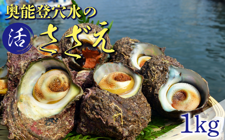 朝獲れ直送! 活さざえ 約1kg 〜穴水湾でとれた新鮮活サザエ〜| 奥能登 能登半島 取り寄せ 冷蔵 1キロ 貝 海鮮 BBQ バーベキュー 活き 魚介類 つぼ焼き 壺焼き 新鮮 魚介