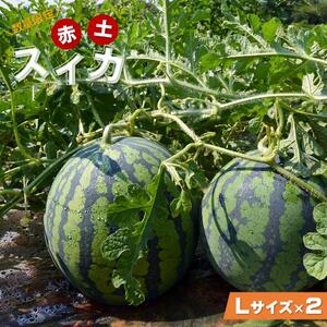 [先行予約]赤土スイカ 2玉(Lサイズ)[2025年7月下旬以降順次発送] / すいか スイカ 令和7年産 果物 野菜 西瓜 フルーツ ジューシー