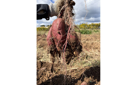 【復興支援】＜先行予約・2026年11月下旬から発送＞奥能登産シルクスィート 5キロ