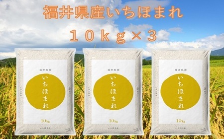 [令和6年産]福井が生んだブランド米「福井県産いちほまれ」10kg × 3袋 [計30kg 米 お米 コメ 福井県] [D-014015] 福井県米穀株式会社