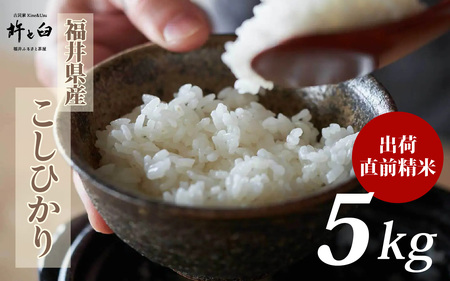 令和7年産 福井県産 こしひかり 5kg [A-150003] / 新米 精米 米 お米 コメ コシヒカリ 令和七年 7年 七年 産地直送 農家直送