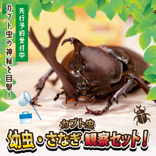 [先行予約] カブト虫 幼虫・さなぎ観察セット [2027年4月上旬順次発送] [A-081005] カブトムシ カブトムシ