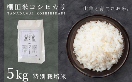 [数量限定] 令和7年産 福井県産 特別栽培米 『コシヒカリ』3kg 真空パック (単一原料米)[山羊と育てた 福井のおいしいお お コメ 白米 精米 棚田 ごはん ご飯 国産 北陸 ブランド 3kg 3キロ][003-a005]