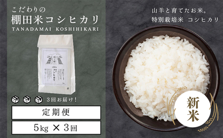 [003-c001] 定期便≪3ヶ月連続お届け≫ 福井県こだわり米登録!令和6年産 棚田の特別栽培米コシヒカリ 5kg × 3回(計15kg)[ お米 ご飯 お取り寄せ ブランド こしひかり ]