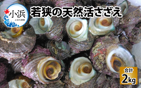 若狭湾直送!天然活さざえ 2kg