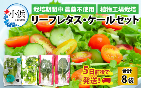 植物工場栽培 リーフレタス・ケールセット[5日前後で発送] [栽培期間中農薬不使用] [BFCZ001]