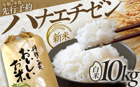 【先行予約 /8月下旬より順次発送 】 【令和7年産】 ハナエチゼン 白米 10kg / 米 お米 精米 小浜市 / 北川博司[BFDG004]