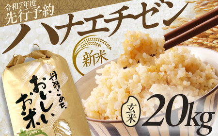 【先行予約 /8月下旬より順次発送 】 【令和7年産】 ハナエチゼン 玄米 10kg×2 （20kg） / 米 お米 健康 小浜市 / 北川博司[BFDG005]