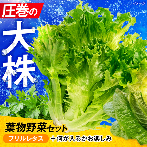 ツバキベジムーブの野菜セット フリルレタスと何が入るかお楽しみ /サラダ レタス 葉野菜 サンドイッチ 小浜市 / ツバキベジムーブ【配送不可地域：北海道・沖縄・離島】[BFEP001]