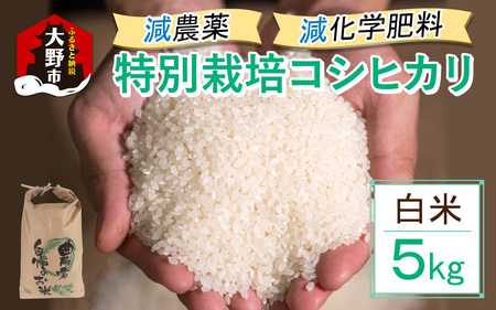 【先行予約】【令和7年産 新米】減農薬・減化学肥料の特別栽培コシヒカリ 白米 5kg 農家直送 福井県大野市産