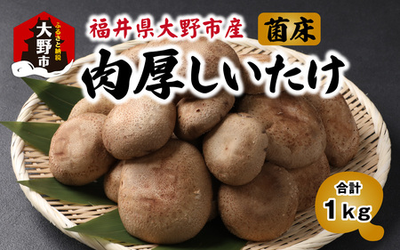 ۏi䌧sYj1kg[A-003019]