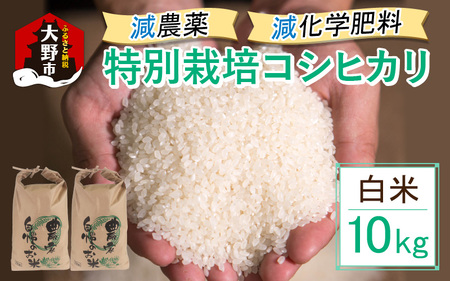 [令和5年産]減農薬・減化学肥料の特別栽培コシヒカリ 白米 10kg(5kg×2)農家直送 福井県大野市産 [B-004002]