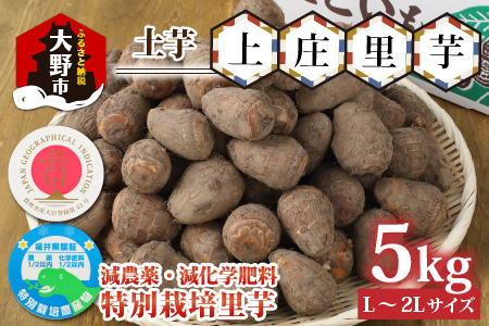 [先行予約][年内発送]減農薬・減化学肥料の特別栽培里芋上庄里芋 土芋5kg 農家直送[10月〜年内出荷]