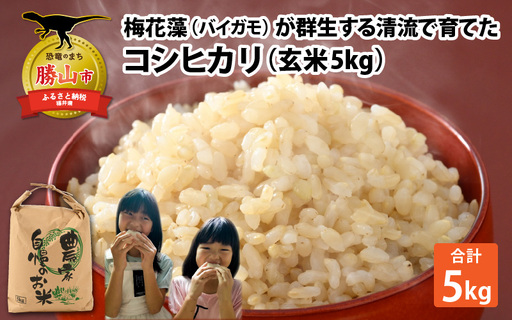 令和8年産 梅花藻が群生する清流で育てたコシヒカリ（玄米 5kg×1袋）※2026年9月下旬以降順次発送予定 [A-040028]