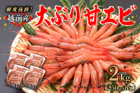 yzzOYⓀÂёTCY 250g × 8pbN v2.0kg