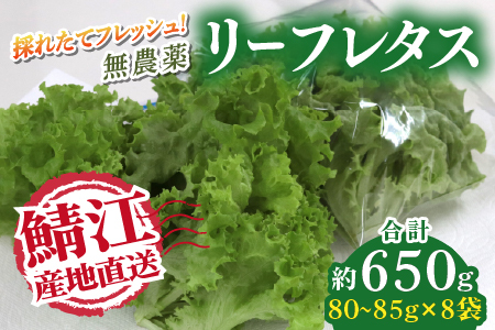採れたてフレッシュな無農薬リーフレタス 8個入り