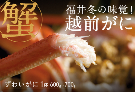 [産地直送]先行予約! 福井冬の味覚!越前がに 1杯 600〜700g 2024年11月15日以降発送