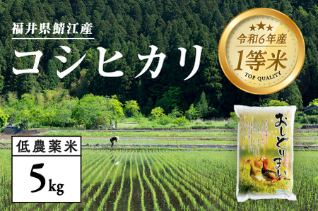 [令和6年産新米]2024年10月以降順次発送!福井県産 おしどり米 コシヒカリ 5kg+黒米300g