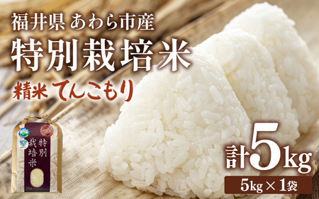 [先行予約][令和7年産]化学肥料不使用 特別栽培米 てんこもり 精米 5kg / 白米 福井県あわら市産 美味しい 特別栽培 減農薬 安心な 旨味 甘み もっちり 冷蔵保管 ※2025年9月下旬より順次発送 [aw010-a009]