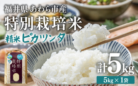 [先行予約][令和7年産]化学肥料不使用 特別栽培米 ピカツンタ 精米 5kg / 白米 福井県あわら市産 美味しい 特別栽培 減農薬 安心な 旨味 甘み もっちり 冷蔵保管 ※2025年9月下旬より順次発送 [aw010-a010]