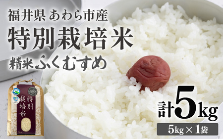 [先行予約][令和7年産]化学肥料不使用 特別栽培米 ふくむすめ 精米 5kg / 白米 福井県あわら市産 美味しい 特別栽培 減農薬 安心な 旨味 甘み もっちり 冷蔵保管 ※2025年9月下旬より順次発送 [aw010-a011]