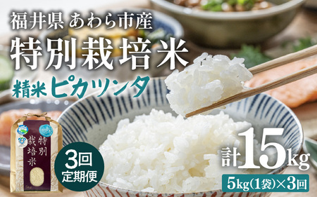 [先行予約][令和7年産]定期便 ≪3ヶ月連続お届け≫ 化学肥料不使用 特別栽培米 ピカツンタ 精米 5kg × 3回(合計15kg) / 白米 福井県あわら市産 美味しい 特別栽培 減農薬 安心な 旨味 甘み もっちり 冷蔵保管 ※2025年10月上旬より順次発送 [aw010-c004]
