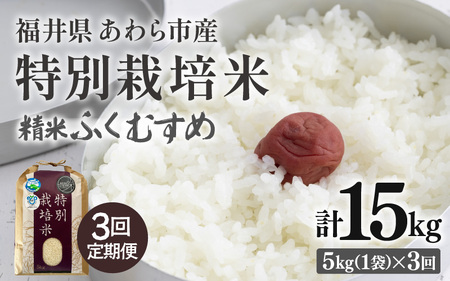 [先行予約][令和7年産]定期便 ≪3ヶ月連続お届け≫ 化学肥料不使用 特別栽培米 ふくむすめ 精米 5kg × 3回(合計15kg) / 白米 福井県あわら市産 美味しい 特別栽培 減農薬 安心な 旨味 甘み もっちり 冷蔵保管 ※2025年10月上旬より順次発送 [aw010-c005]