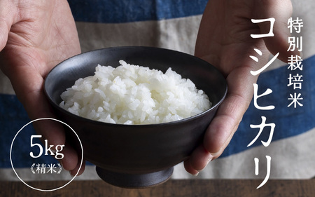 [先行予約]令和7年産 特別栽培米 コシヒカリ 精米 5kg×1袋(計5kg)[2025年9月下旬以降 順次発送予定] [aw121-a002]