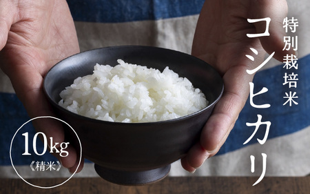 ߘa7NY ʍ͔| RVqJ  10kg×1܁iv10kgj [aw121-b003]