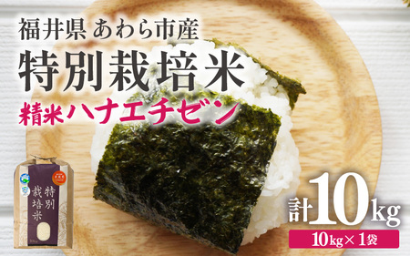 [先行予約][令和7年産 新米] 化学肥料不使用ハナエチゼン 精米 10kg × 1袋 / 米 白米 福井県あわら市産 ブランド米 美味しい 特別栽培 減農薬 安心な 旨味 甘み エコファーマー 冷蔵保管 ※2025年9月上旬より順次発送 [aw010-b003]