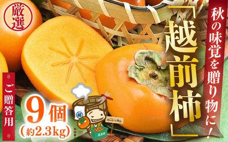 [先行予約]秋の味覚を贈り物に!厳選「越前柿」大玉 9個(ご贈答用)/ 果物 フルーツ 産地直送 期間限定 ※2025年10月下旬以降準備出来次第発送 [aw031-a005]