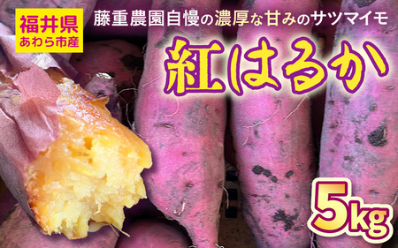 [先行予約]福井県あわら市産 藤重農園自慢の濃厚な甘みのサツマイモ 紅はるか 5kg / さつまいも 紅はるか べにはるか さつま芋 国産 土付き 芋 産地直送 熟成 サツマイモ ※2025年11月中旬以降順次発送 [aw083-a002]